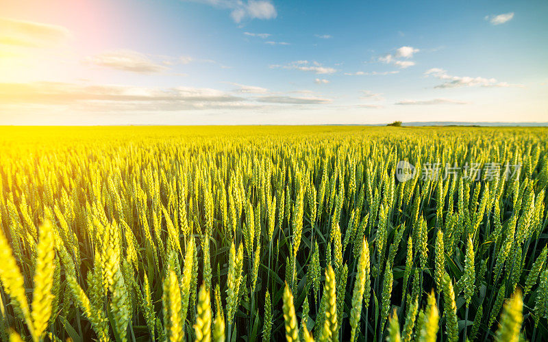 绿色的麦田里发芽的小麦。