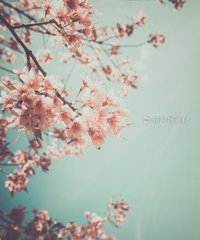 樱花树的花
