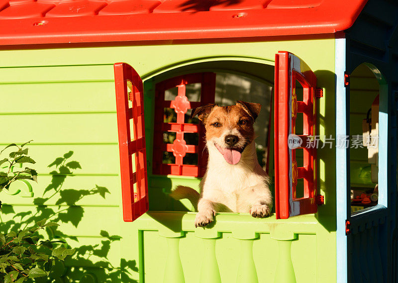 阳光明媚的夏日，狗屋里的快乐微笑的狗