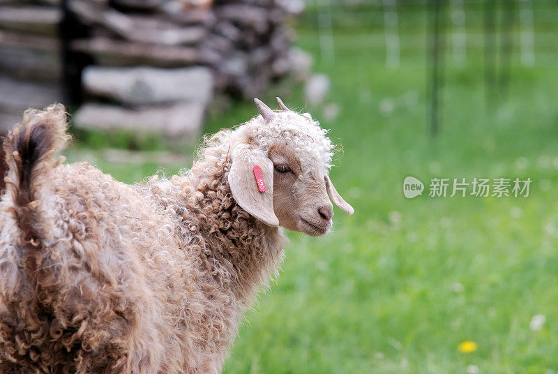 农场里的山羊