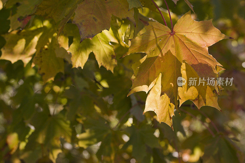 五彩缤纷的秋叶。