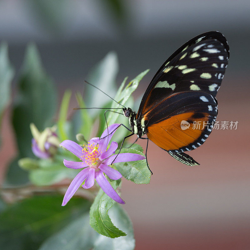 大橙色和黑色的蝴蝶，正在吸食花蜜