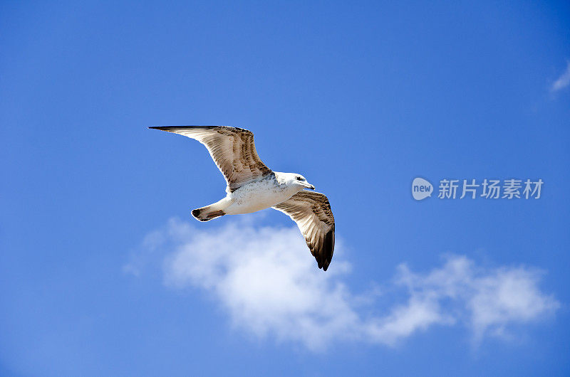 海鸥在飞行。