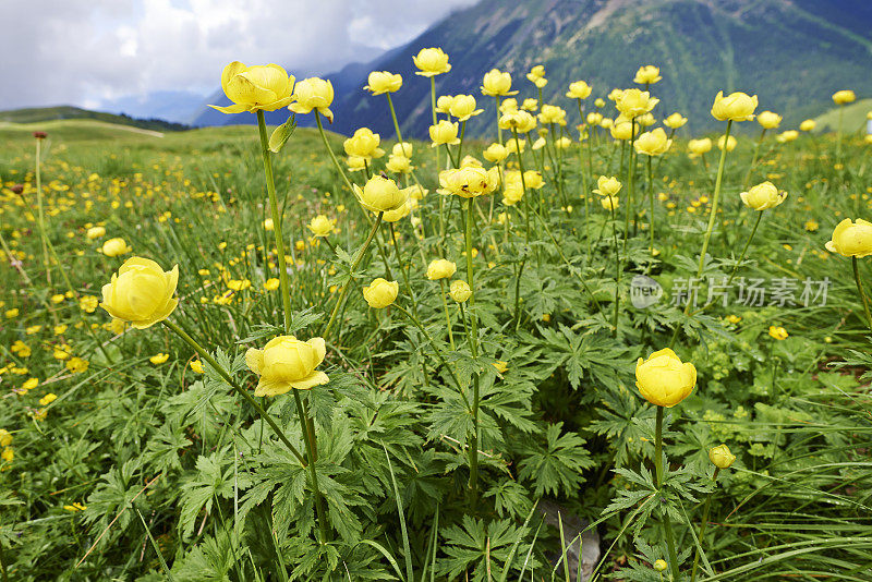 黄花植物野外特写