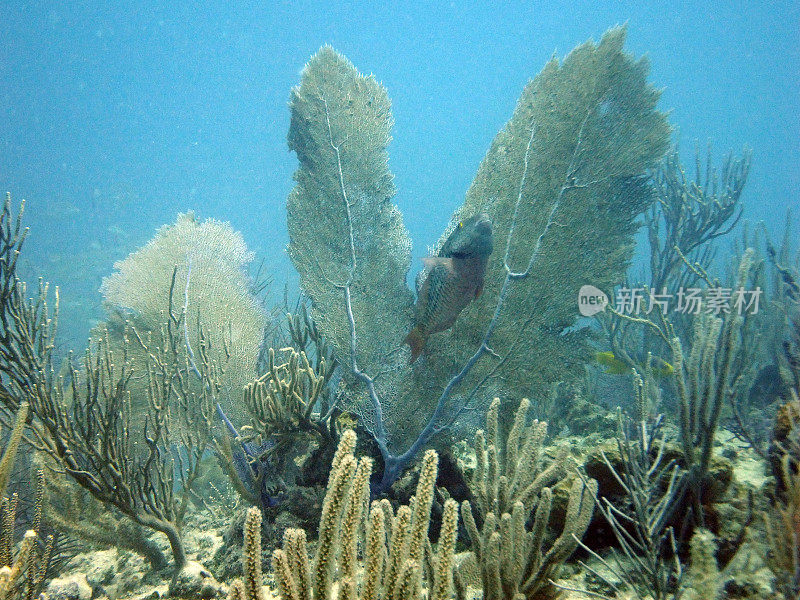 加勒比海珊瑚礁鱼