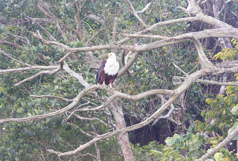 南非iSimangaliso湿地公园的鱼鹰