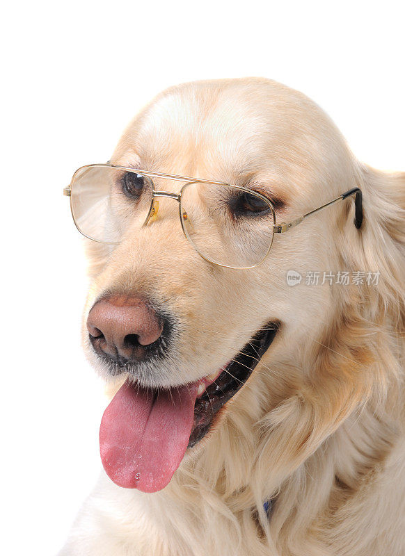 寻回犬戴眼镜