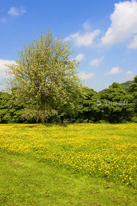 野花盛开的夏日草地