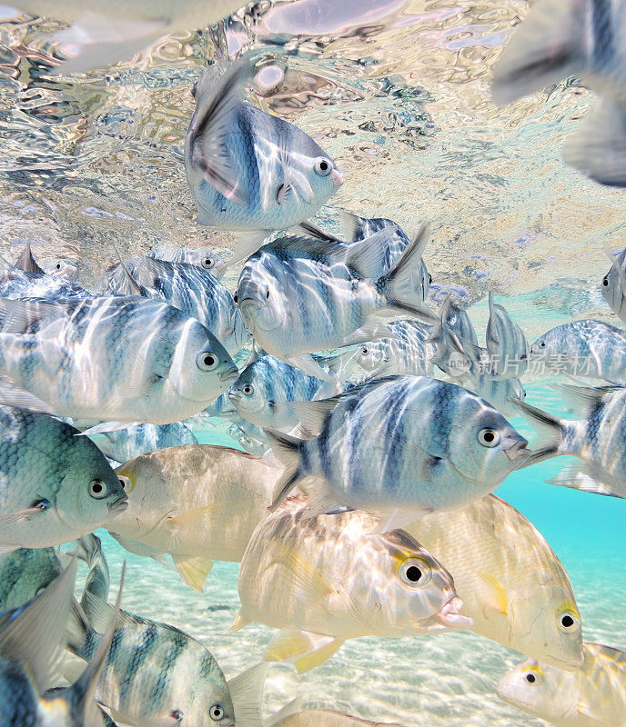 清澈见底的水中的热带鱼