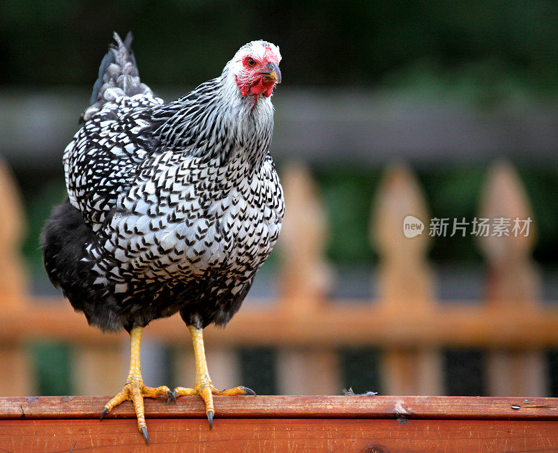 后院的鸡栖息在鸡笼上