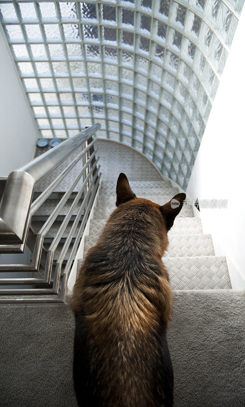 德国牧羊犬站在现代钢楼梯的顶端