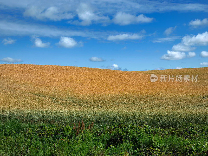 草和谷物