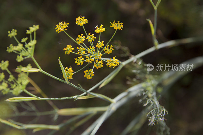 森林里渺小的大自然