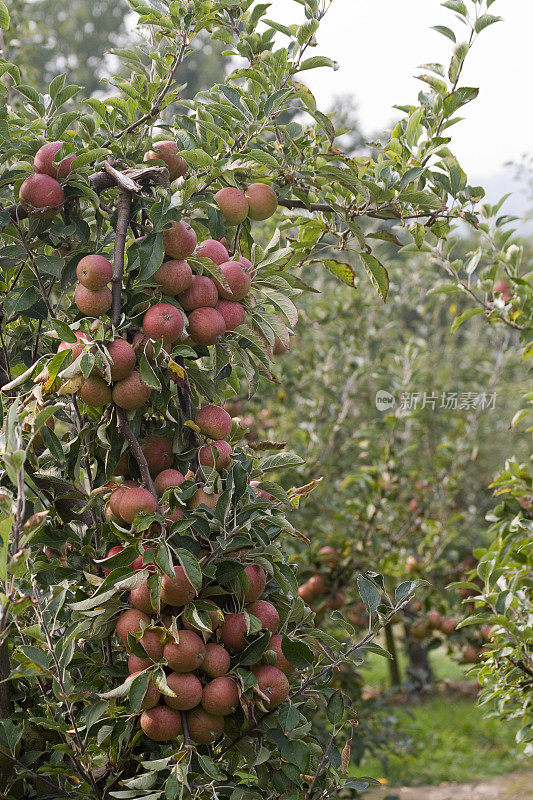 5号果园里的苹果