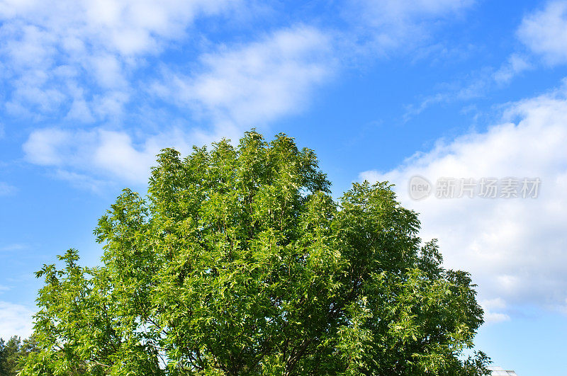 夏天天空下的白蜡树