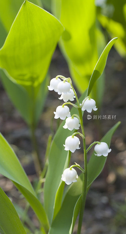 举动(铃兰属马贾利)