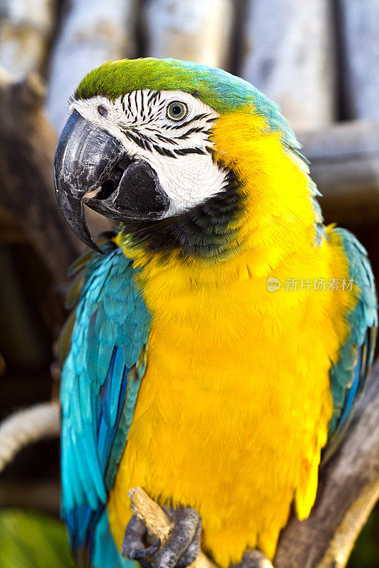加蓬，埃斯特埃尔省，蓬加拉国家公园，蓝黄金刚鹦鹉。