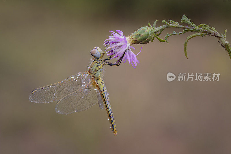 一朵花中的蜻蜓