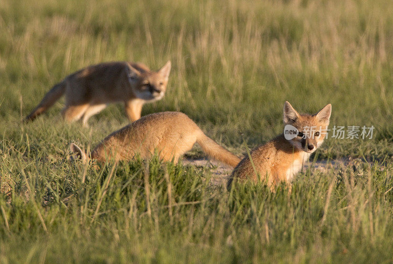 三只狐狸幼崽波尼国家草原科罗拉多