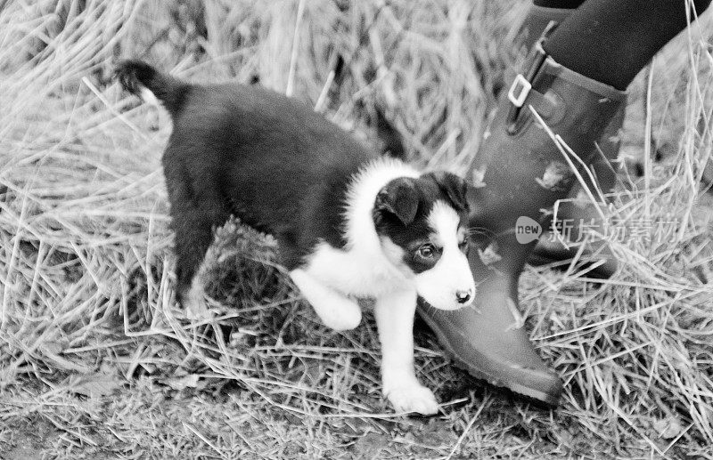 边境牧羊犬的小狗