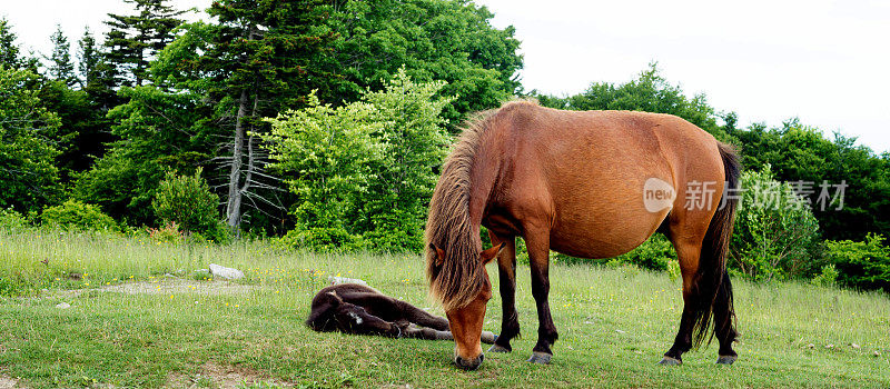 棕色母马和她的小马驹