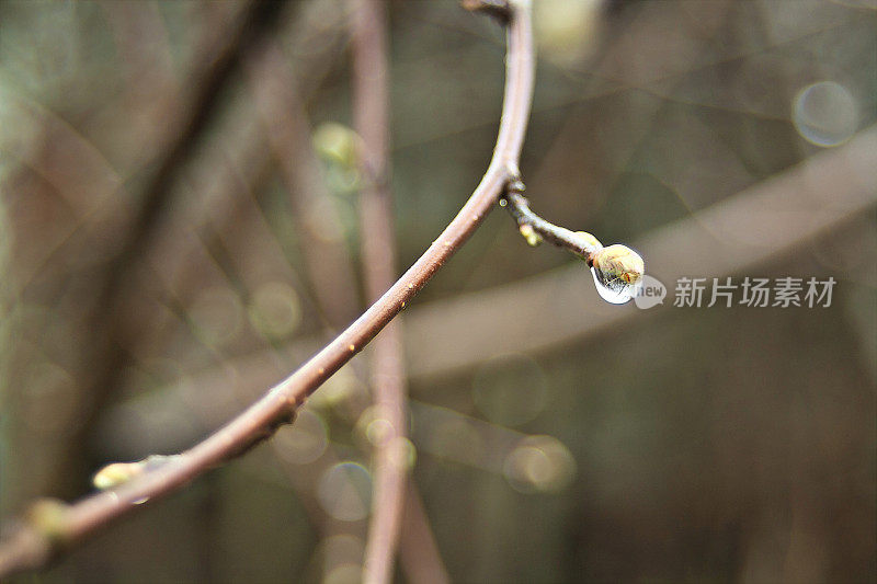 榛子枝在一个雨天的焦点上有一个小水滴