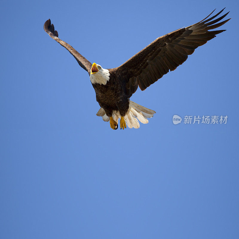 蓝色天空中飞翔的大秃鹰