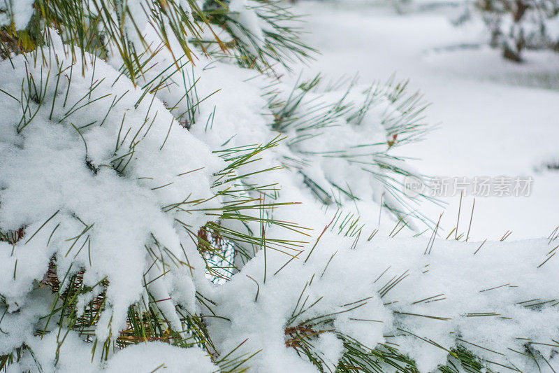 松树针带雪