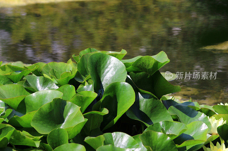 绿色的睡莲，白色的睡莲，花园池塘的形象