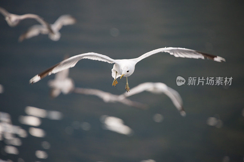 海鸥