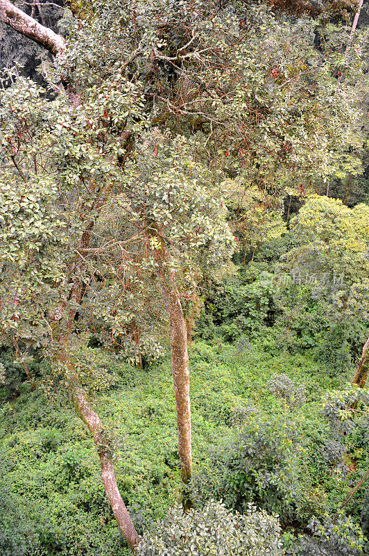 卢旺达:Nyungwe雨林