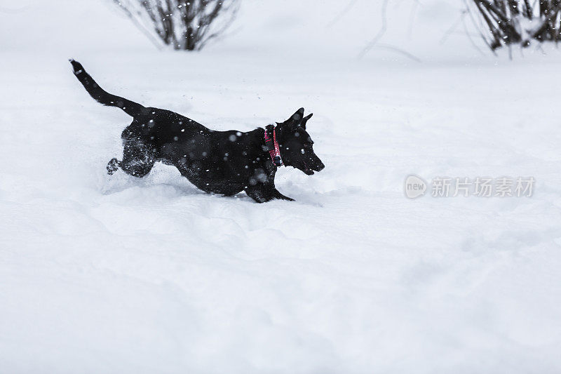 热情的黑色拉布拉多狗在深冬暴风雪中奔跑