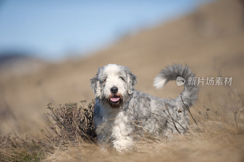 干草地上的长胡子柯利犬