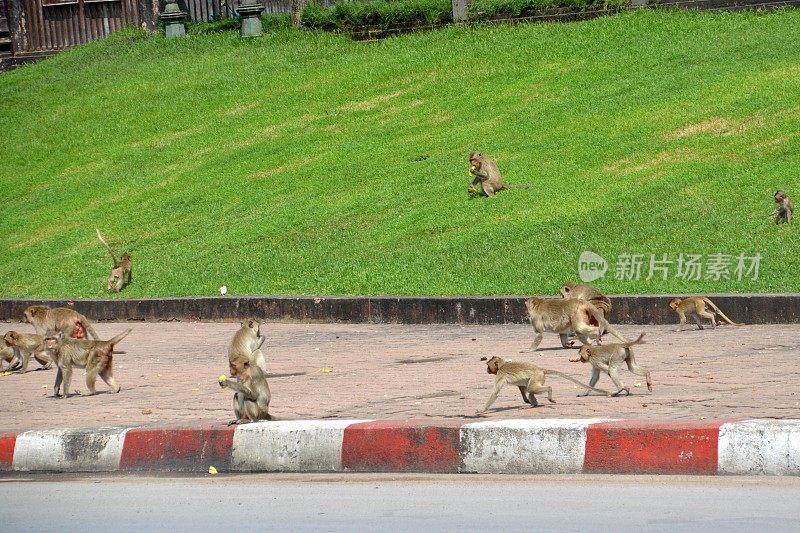 华富里邦三约寺外大街上的猴子