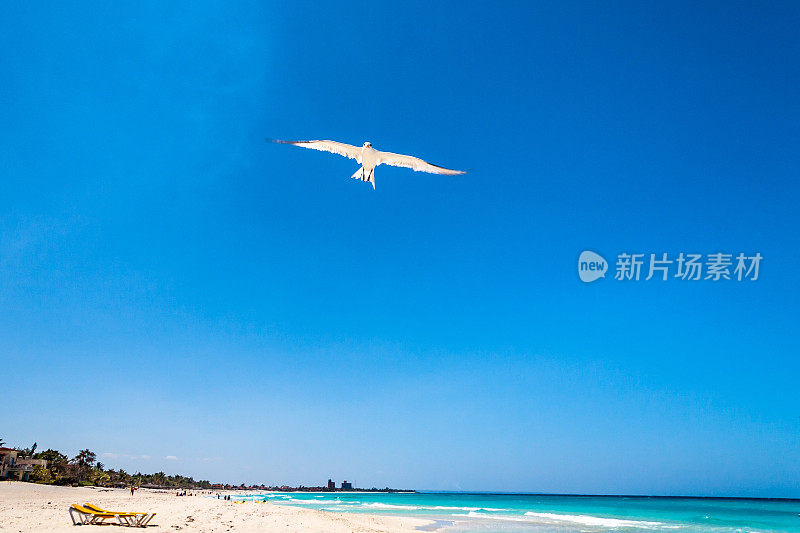 古巴巴拉德罗海滩上空的飞鸟