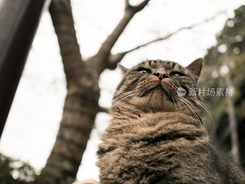 只流浪猫