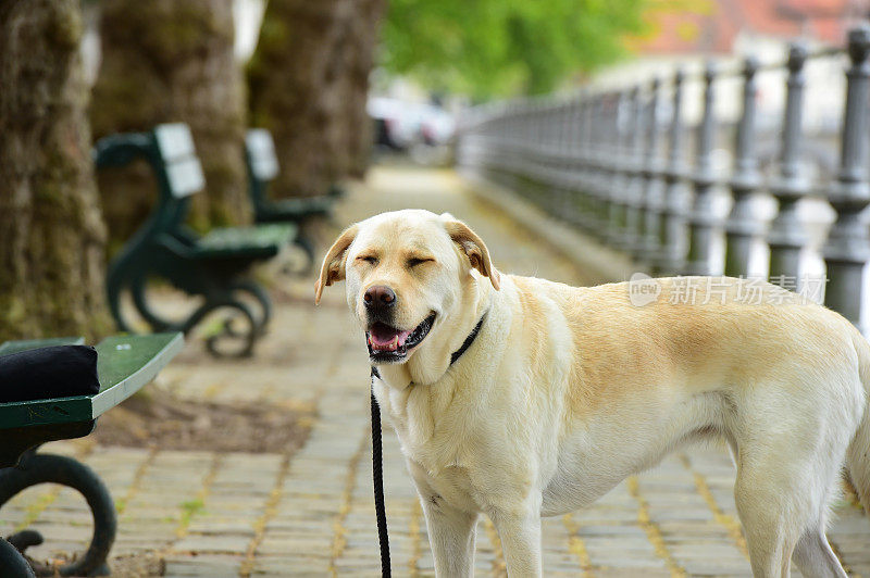 拉布拉多寻回犬