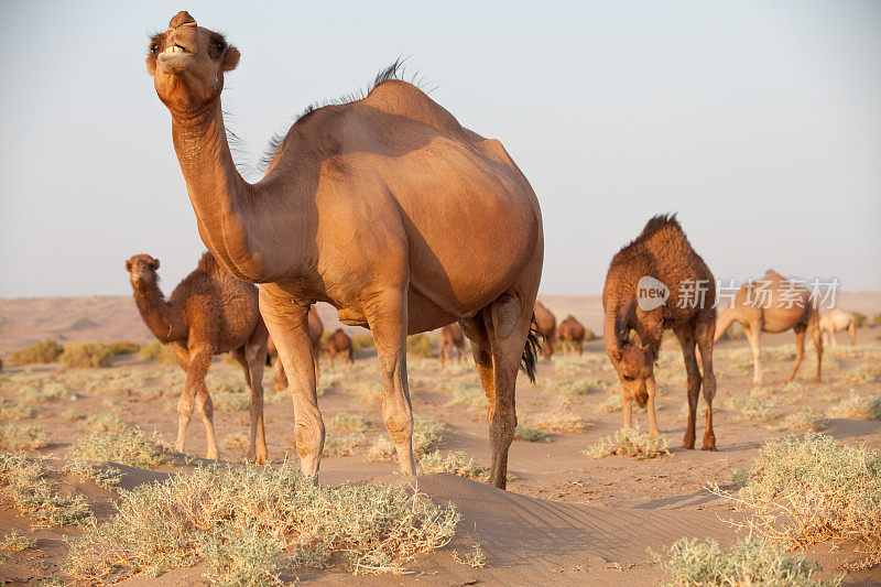 伊朗马拉贾普沙漠的骆驼群