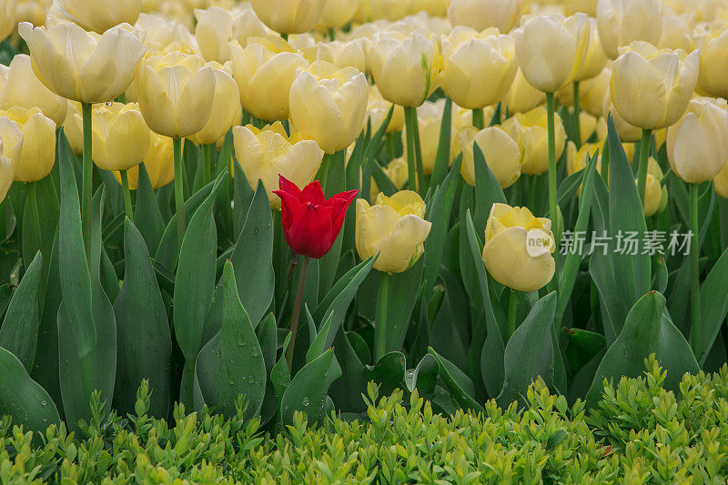 土耳其伊斯坦布尔公园的郁金香花