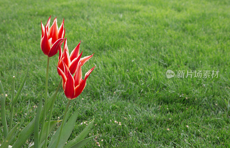 土耳其伊斯坦布尔公园的郁金香花