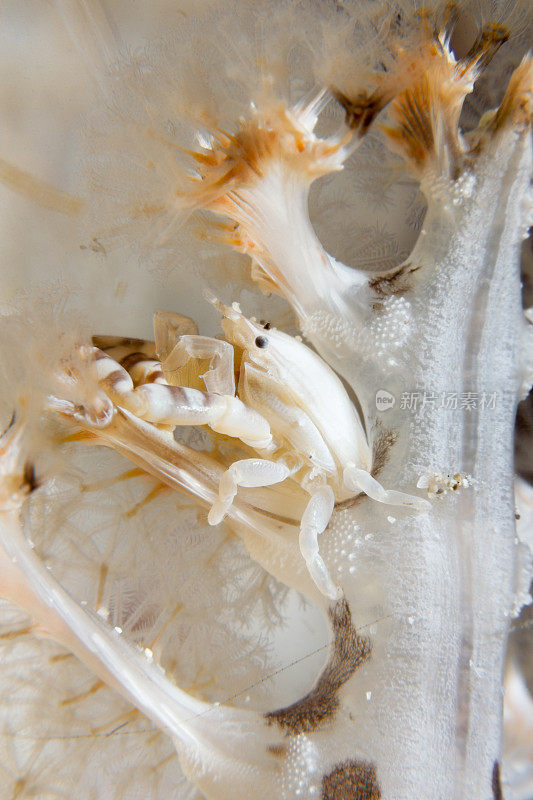 ‪黑格瓷蟹，海栏，帕达岛，科莫多国家公园