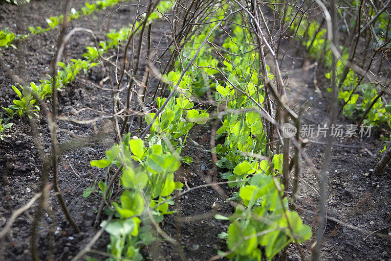 有机蔬菜园中的豌豆棒