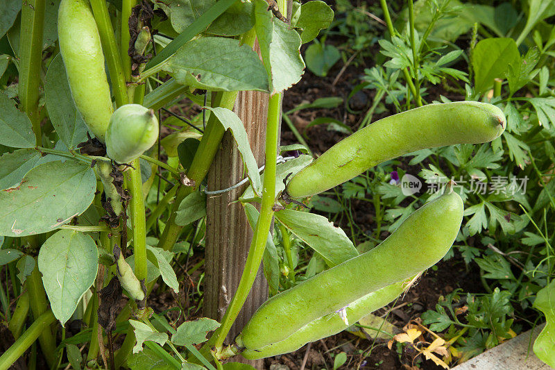 藤蔓上的蚕豆