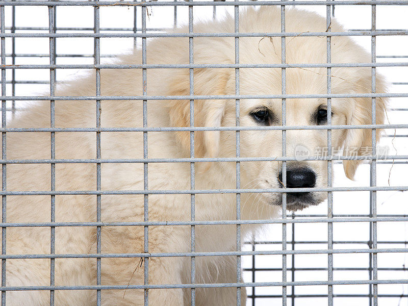 不快乐的金毛猎犬奶油小狗在笼子里