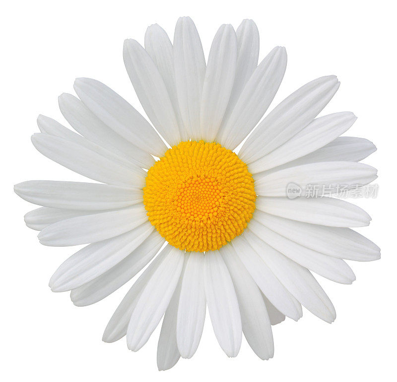 雏菊被孤立在白色的背景上。包含裁剪路径。