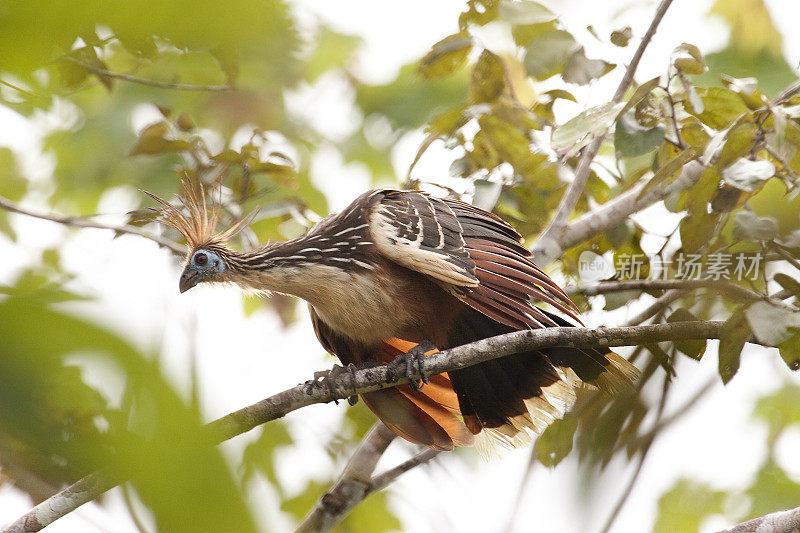 警惕的霍茨金鸟在亚马逊雨林秘鲁树冠