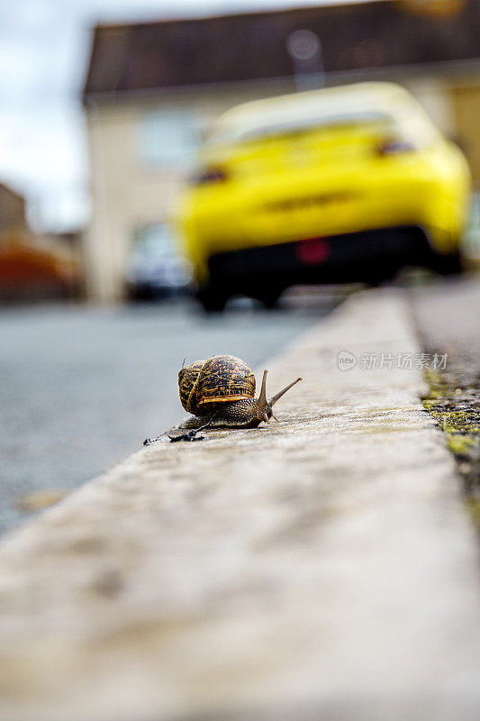 速度和缓慢的并列蜗牛和跑车