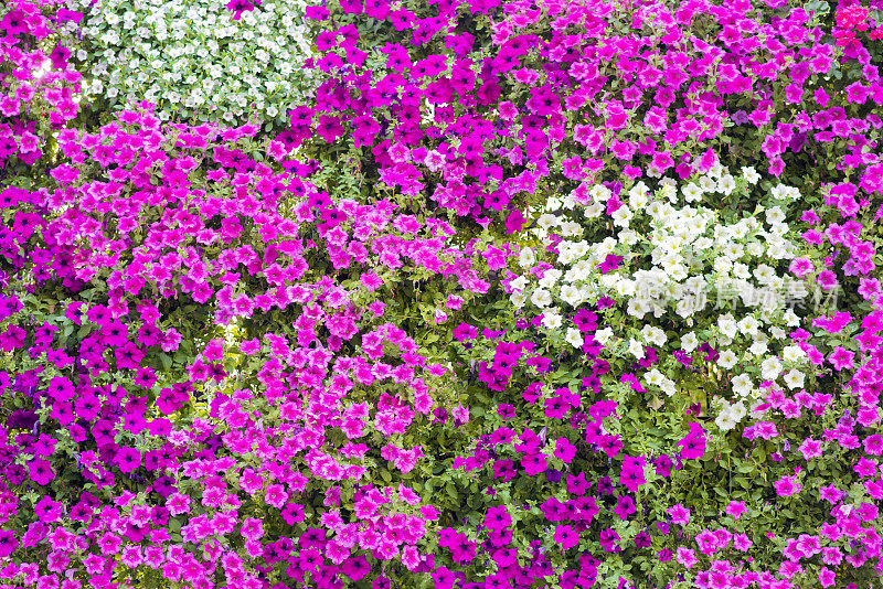 五彩缤纷的花坛，牵牛花的海洋，花园