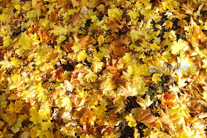梧桐秋天的叶子在森林地面上