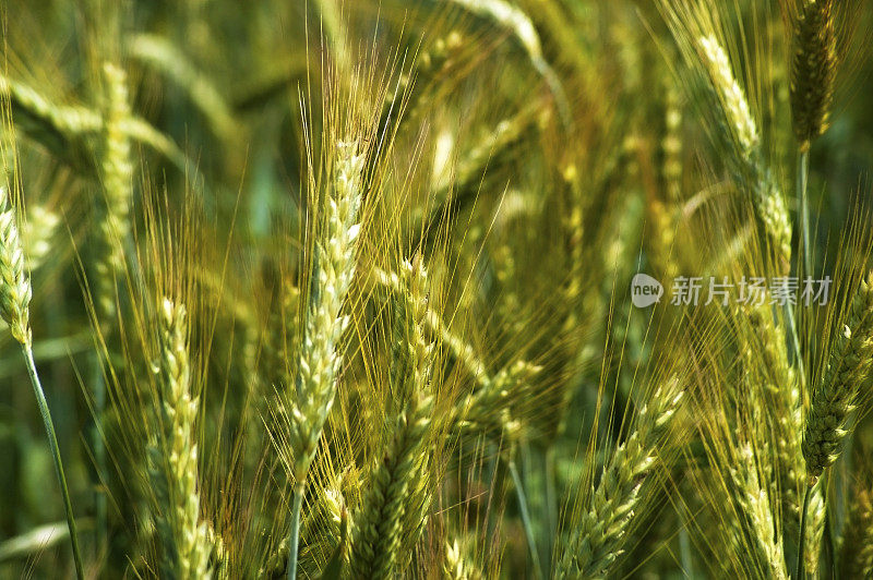 田地里的大麦，特写。